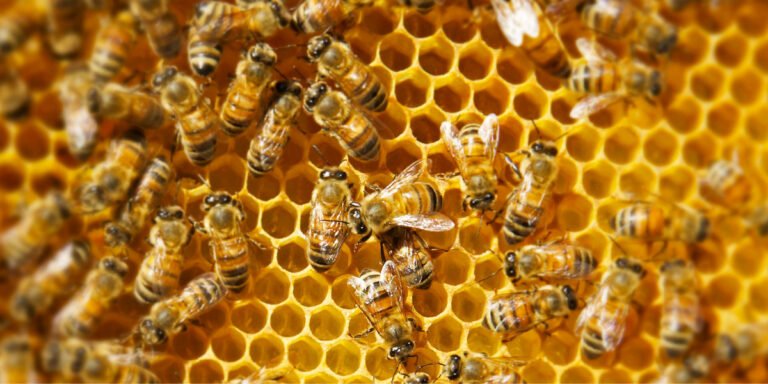 Arıçılığın 6 məhsulu! – Bal, Arımumu, Propolis, Çiçək tozu, Güləm, Arı südü