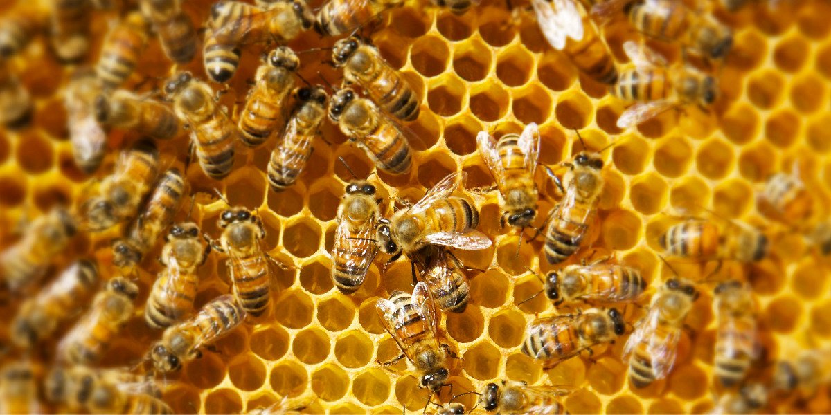 Arıçılığın 6 məhsulu! – Bal, Arımumu, Propolis, Çiçək tozu, Güləm, Arı südü